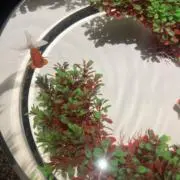 JJJの画像