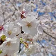 光