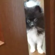 ミナミ