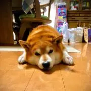 値引き可 SSK 梅野オールスター限定ミット 野球グローブ 赤/黒 即戦