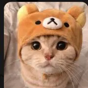 アバッキオの画像