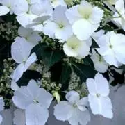抹茶ラテ