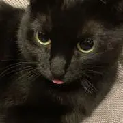☾★の画像