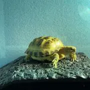 tmgtpの画像