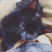 momaの画像