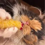 すおうの画像