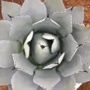 TAROの画像