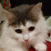 YUKA-an