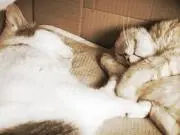 さちの画像