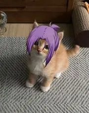 シルマ ジュリア サルサビラ トハリの画像