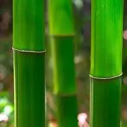 バンブーの画像