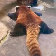 anzuneko