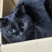 Rの画像