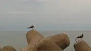 はの画像