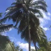 kcc8335