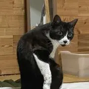 ankoの画像