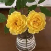 ペコポコの画像