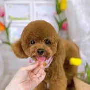 mimiの画像