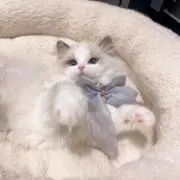 ♡の画像