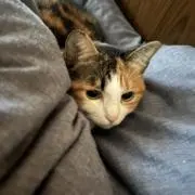 むにえるの画像