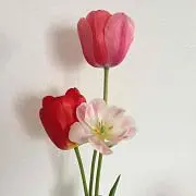 Chipie*の画像