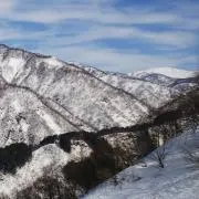 ほーちゃんの画像