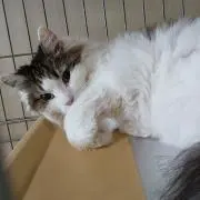 藜。