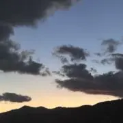 葉片の画像