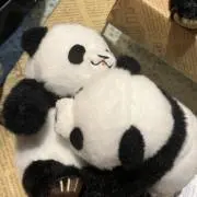 だんしゃりぱんだんの画像