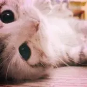 ღLatteღの画像