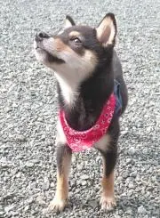 ヤキソバ