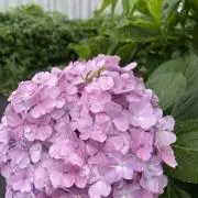 紫陽花の画像