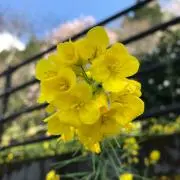 JUNの画像