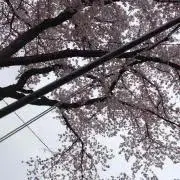 y♡y