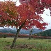 紫音221の画像