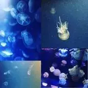 ウリカの画像
