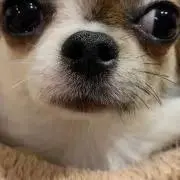 プラプラの画像