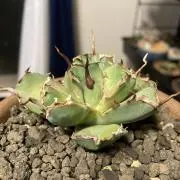ともの画像
