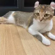 Natsukiの画像