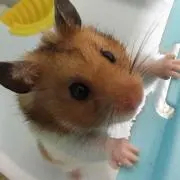 にんげん