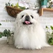 ふぁるこんの画像