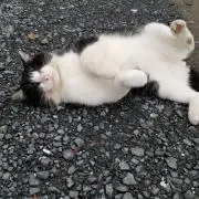 ポン太の画像