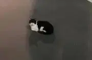 コトコト　お気軽にコメントください＾＾
