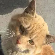 てけてけ