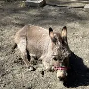 Yyu（プロフィール確認お願いします）の画像