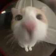 Luneの画像