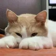 pazu【発送6/29〜になります】の画像