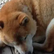 モカ   プロフ必読