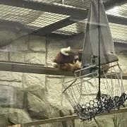 カリの画像