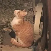 kittydaniel